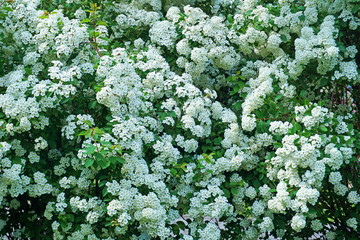 Spiraea alpine spring flower - white flowering shrub.Green bushes with white flowers. Close up