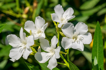 White oleander blossoms - obrazy, fototapety, plakaty