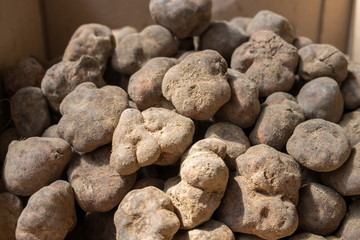 Fototapeta na wymiar White truffles for sale at city market. Baku. Azerbaijan