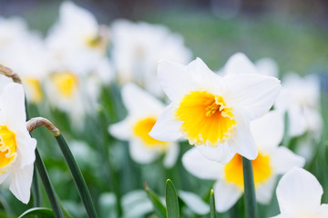 Lovely field with bright yellow and  white daffodils (Narcissus) © Nastya Tepikina