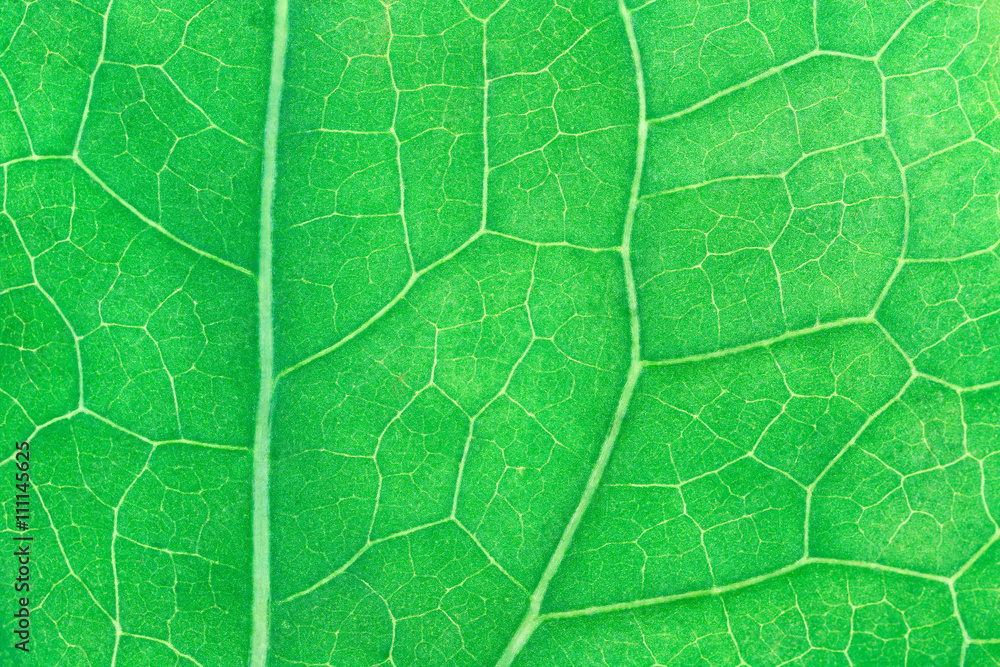 Poster Leaf texture for pattern and background