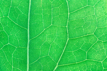 Leaf texture for pattern and background