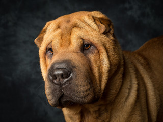 Shar Pei Dog