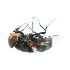 Greenbottle fly isolated on white