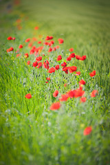 Bright red poppy in the field