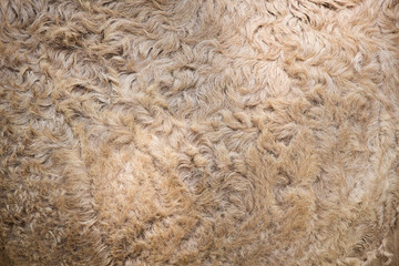 Camel wool texture