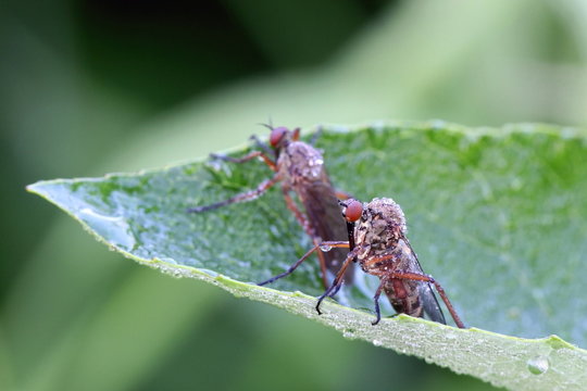 Dance fly (Empis livida)