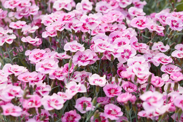 Pink dianthus flowers, carnations background