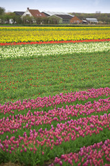 pink, red and orange tulip