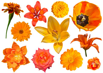 Collection of orang flowers isolated on white background