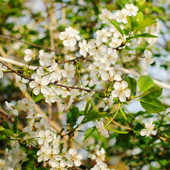 Blossoming of cherry flowers