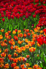 pink, red and orange tulip