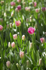 Beautiful bouquet of pink