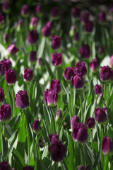 Purple tulips