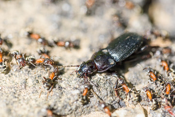 Colony Of Ants Dismember And Eating Beetle Closeup