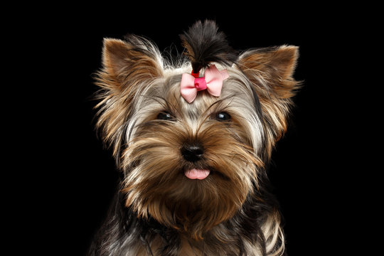 Closeup Portrait of Happy Yorkshire Terrier Puppy Showing tongue and Looking in camera Isolated on Black Background