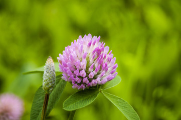 Wallpaper Macro Fuchsia Flower