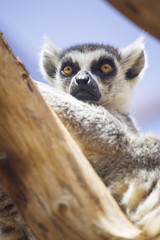 lemur