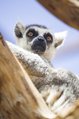 lemur