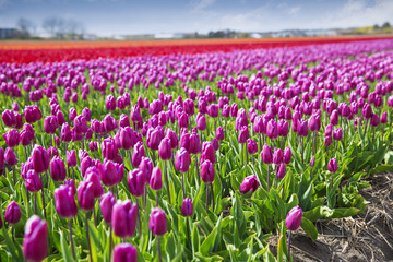 pink, red and orange tulip