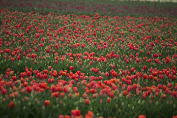field with red tulips