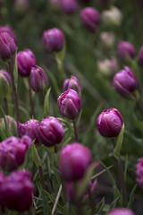 Fototapeta premium Purple tulips