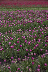 Purple tulips