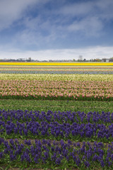 Hyacinth. Beautiful colorful pink