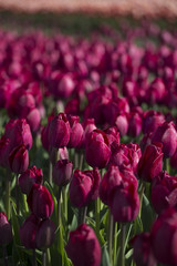pink, red and orange tulip