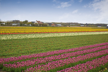 pink, red and orange tulip