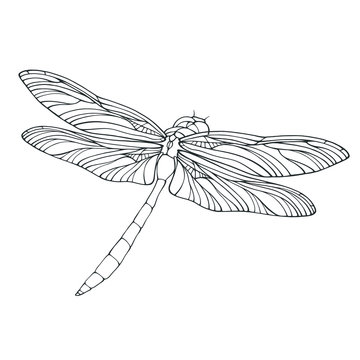 black and white dragonfly drawing clip art preview