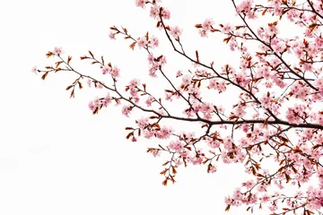 Door stickers Cherryblossom Cherry blossom or sakura tree isolated