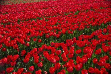 field with red tulips