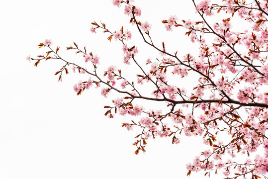 Cherry blossom or sakura tree isolated