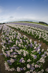 Hyacinth. Beautiful colorful pink