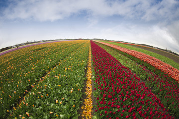 pink, red and orange tulip