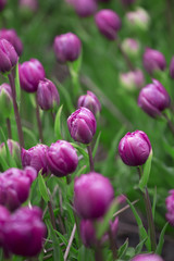 Fototapeta premium Purple tulips