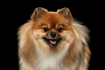 Closeup portrait of Fluffy Red Pomeranian Spitz Dog Looking in Camera isolated on Black Background, Front view - obrazy, fototapety, plakaty