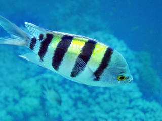 Fototapeta na wymiar Maledivischer Fisch am Hausriff