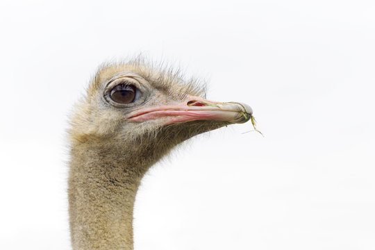 Portrait of ostrich (Struthio camelus) in captivity, Spain.