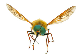 Bee isolated on white