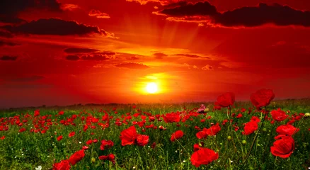 Gordijnen Bright sunrise in poppy field © Serghei V