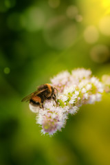Bee on a flower