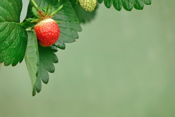 Remontant Strawberries Close Up On The Green Background