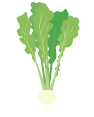 葉っぱ付きのカブ