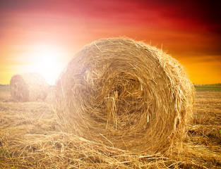 Hay bale in the countryside