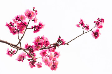 pink cherry blossom isolated on white