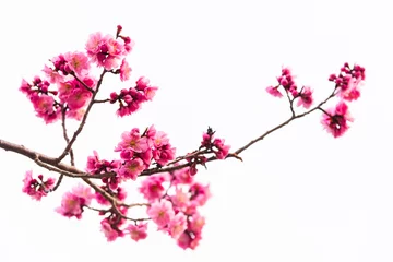 Printed kitchen splashbacks Cherryblossom pink cherry blossom isolated on white