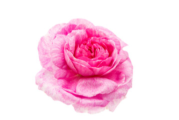 flower pink rose isolated