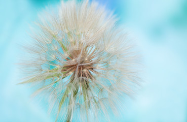 Dandelion seed cap on abstract blue background, Taraxacum officinalis